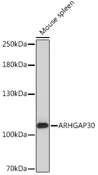 ARHGAP30 Rabbit pAb