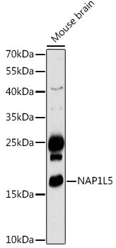 NAP1L5 Rabbit pAb