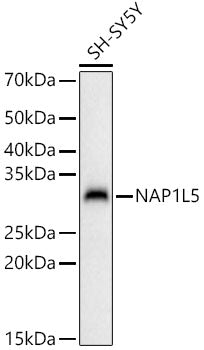 NAP1L5 Rabbit pAb