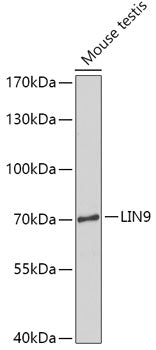 LIN9 Rabbit pAb