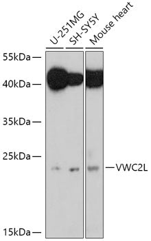 VWC2L Rabbit pAb