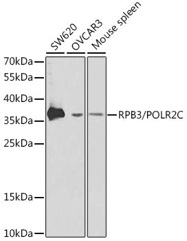 RPB3/POLR2C Rabbit pAb