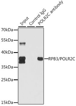 RPB3/POLR2C Rabbit pAb