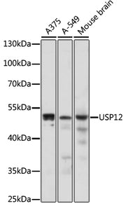 USP12 Rabbit pAb