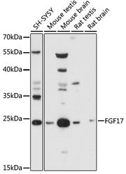 FGF17 Rabbit pAb