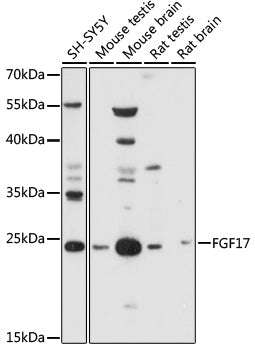 FGF17 Rabbit pAb
