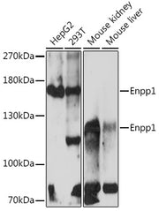 Enpp1 Rabbit pAb