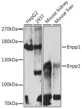 Enpp1 Rabbit pAb