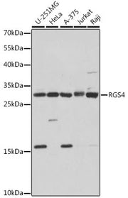 RGS4 Rabbit pAb