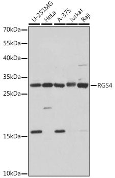 RGS4 Rabbit pAb