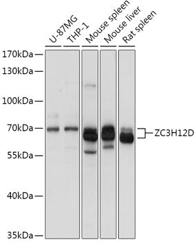 ZC3H12D Rabbit pAb