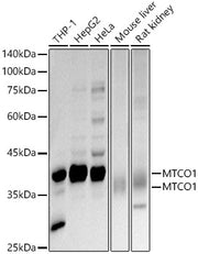 MTCO1 Rabbit pAb