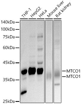 MTCO1 Rabbit pAb