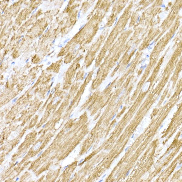 MTCO1 Rabbit pAb