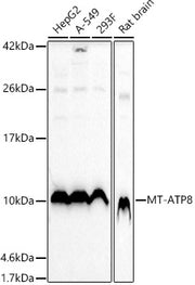 MT-ATP8 Rabbit pAb