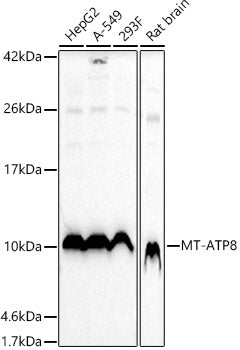 MT-ATP8 Rabbit pAb