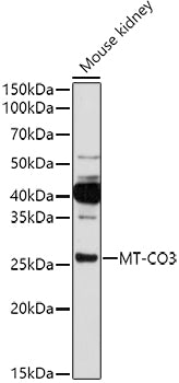 MT-CO3 Rabbit pAb