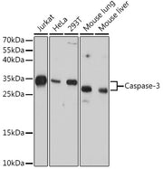 Caspase-3 Mouse mAb