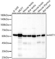 AKT1 Rabbit mAb