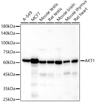 AKT1 Rabbit mAb