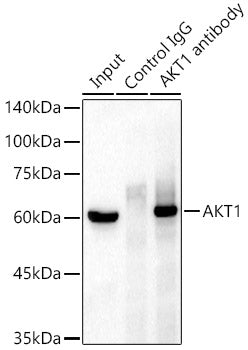 AKT1 Rabbit mAb