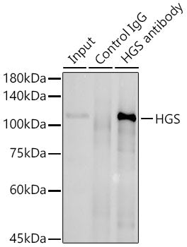 HGS Rabbit pAb