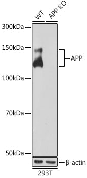 [KO Validated] APP Rabbit mAb
