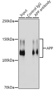 [KO Validated] APP Rabbit mAb