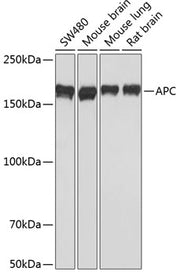 APC Rabbit mAb