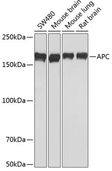 APC Rabbit mAb