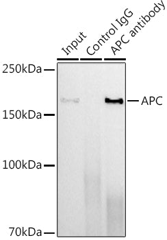 APC Rabbit mAb
