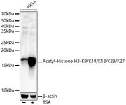 Acetyl-Histone H3-K9/K14/K18/K23/K27 Rabbit pAb