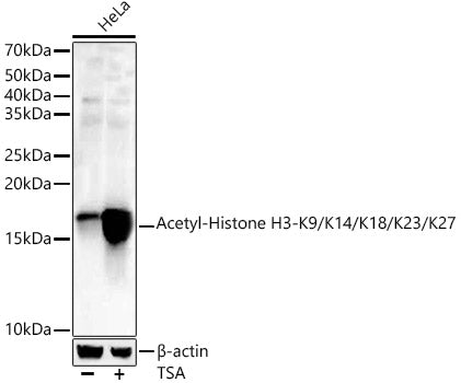 Acetyl-Histone H3-K9/K14/K18/K23/K27 Rabbit pAb
