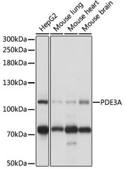 PDE3A Rabbit pAb
