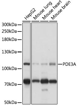PDE3A Rabbit pAb