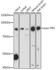 pan-PKC Rabbit pAb