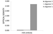 N6-methyladenosine / m6A Rabbit pAb
