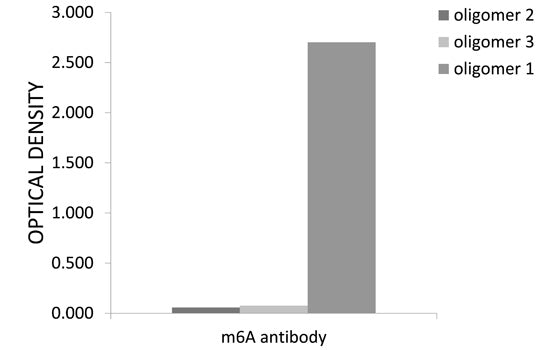 N6-methyladenosine / m6A Rabbit pAb