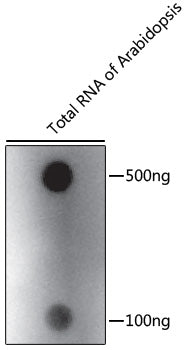 N6-methyladenosine / m6A Rabbit pAb