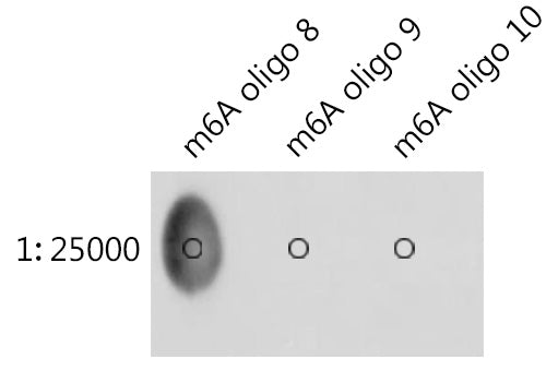 N6-methyladenosine / m6A Rabbit pAb