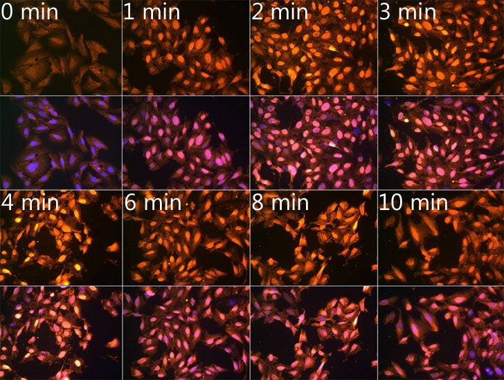 N6-methyladenosine / m6A Rabbit pAb