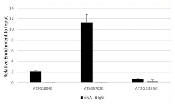 N6-methyladenosine / m6A Rabbit pAb