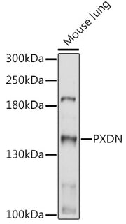 PXDN Rabbit pAb