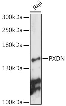 PXDN Rabbit pAb