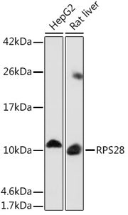 RPS28 Rabbit pAb
