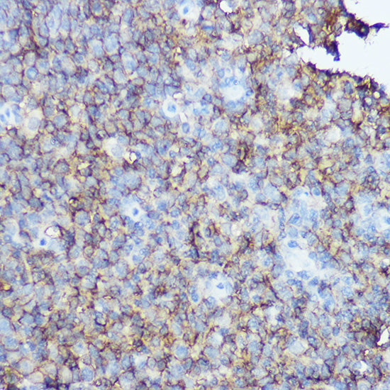 CD20 Rabbit pAb