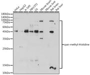 pan-methyl-Histidine Rabbit pAb