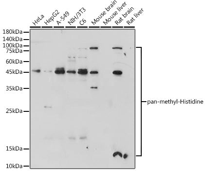 pan-methyl-Histidine Rabbit pAb