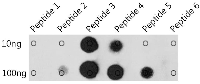 pan-methyl-Histidine Rabbit pAb