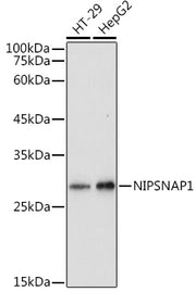 NIPSNAP1 Rabbit pAb